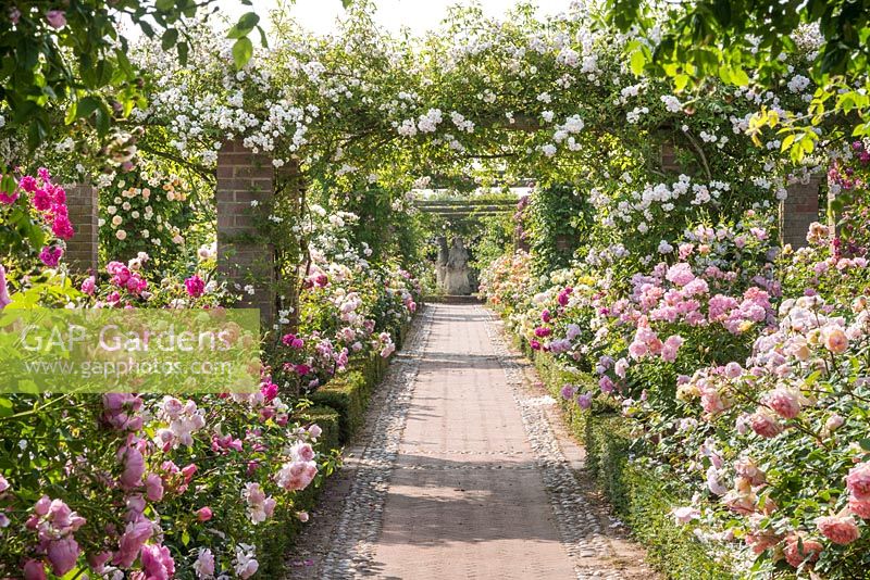 Rose covered pergola with Rosa 'Paul's Himalayan Musk'. The Long Garden, David Austin Roses, Albrighton, Staffordshire.