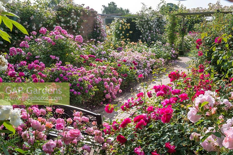 Walled rose garden. The Long Garden, David Austin Roses, Albrighton, Staffordshire.