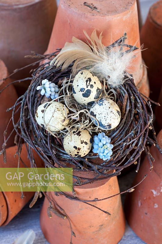 Homemade easter nest with quails eggs and feather