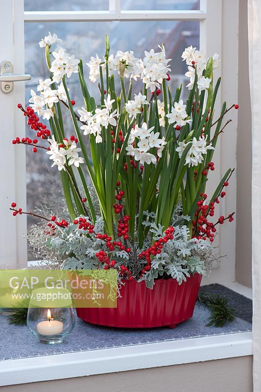Narcissus Paperwhite 'Ziva' with berries and silver grey foliage in red pot 