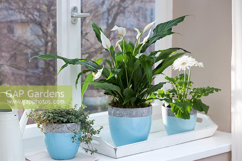 Spathiphyllum 'Chopin', Gerbera and Pilea in blue pots