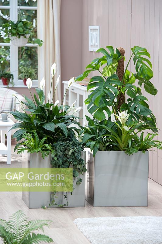 Stainless steel containers as a room divider planted with philodendron pertusum philodendron, Spathiphyllum Chopin, Epipremnum pictum, Asplenium Amy