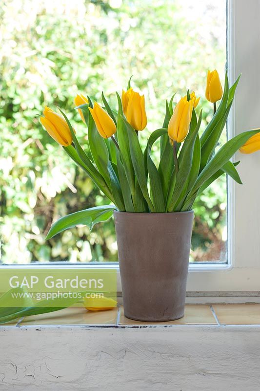 Yellow tulips in vase on windowsill