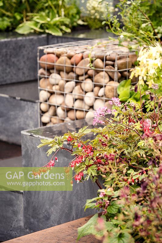 Lamprocapnos spectabilis, stone steps and gabion basket, 'Ooooh it makes me wonder' show garden, RHS Malvern Spring Festival 2014