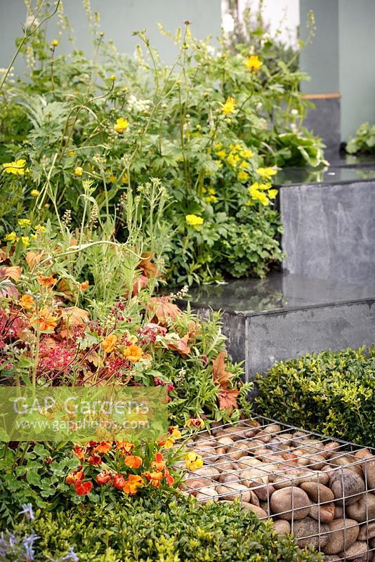 Grey stone steps, Buxus sempervirens, spring flowering plants and gabion basket, 'Ooooh it makes me wonder', show garden, RHS Malvern Spring Festival 2014
