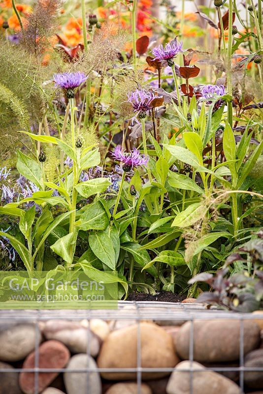 Centaurea - Knapweed with gabion basket in foreground, 'Ooooh it makes me wonder', show garden, RHS Malvern Spring Festival 2014