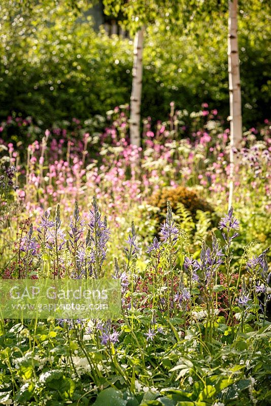 Camassia leichtlinni 'Alba', Heuchera 'Paris' and wildflowers beyond, 'Bringing Nature Home', show garden, RHS Malvern Spring Festival 2014