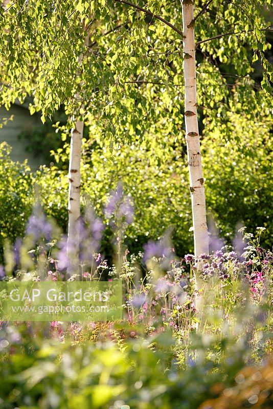 Backlit Betula pendula - Birch, wildflower and border planting, 'Bringing Nature Home', show garden, RHS Malvern Spring Festival 2014