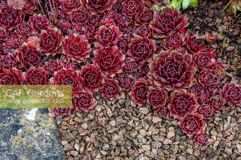 Sempervivum in gravel garden - Ivycroft nursery