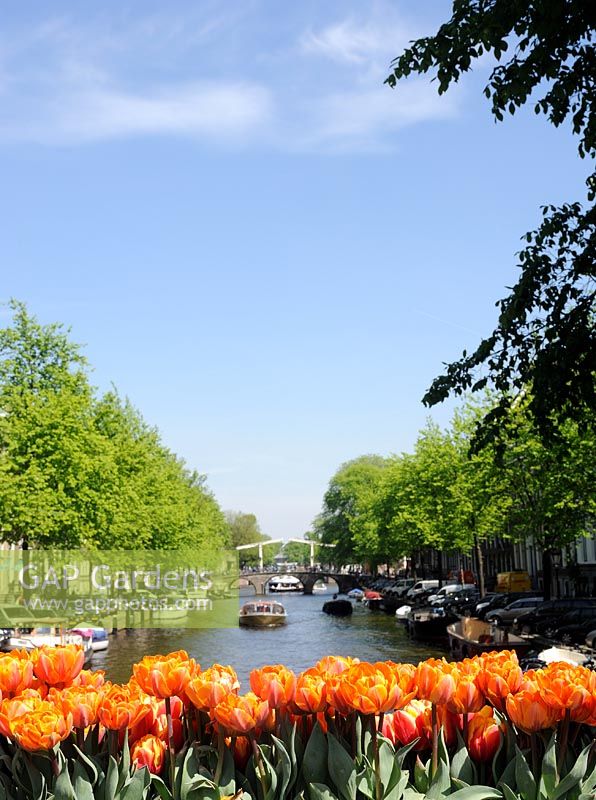 Tulipa 'Orange Princess' on an Amsterdam Canal