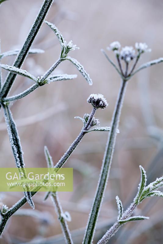 Verbena bonariensis with frost