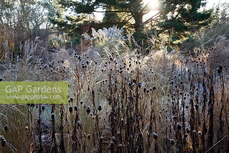 Seedheads of Rudbeckia laciniata and grasses with frost