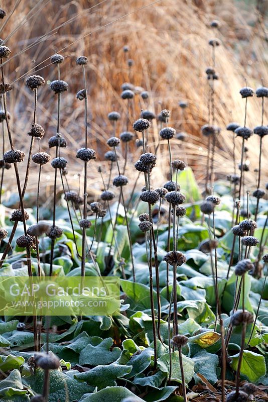 Frosty seedheads of Phlomis russeliana