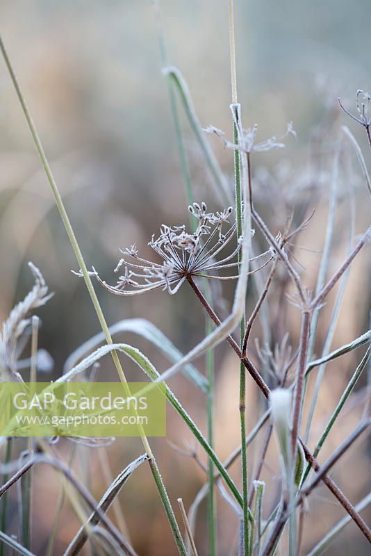 Seedhead of Foeniculum vulgare with frost