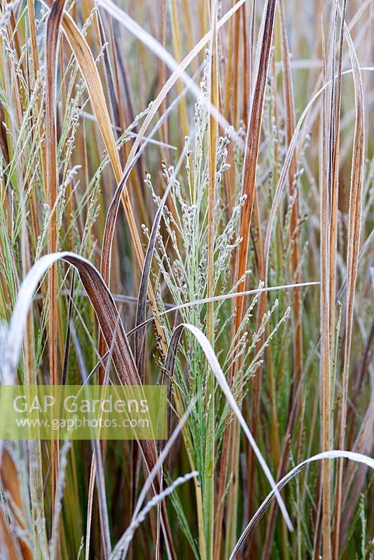 Panicum 'North Wind' with frost