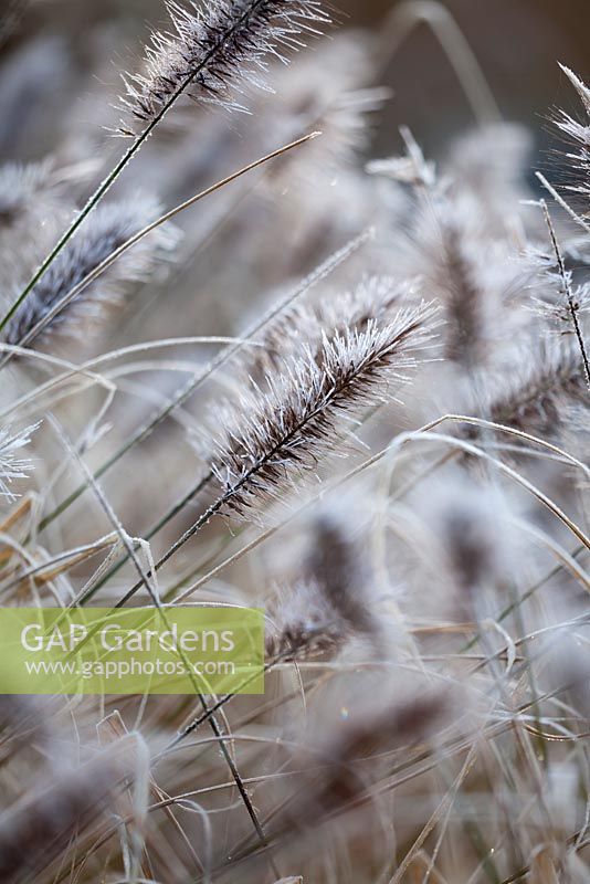 Flower of Pennisetum 'Red Head' with frost