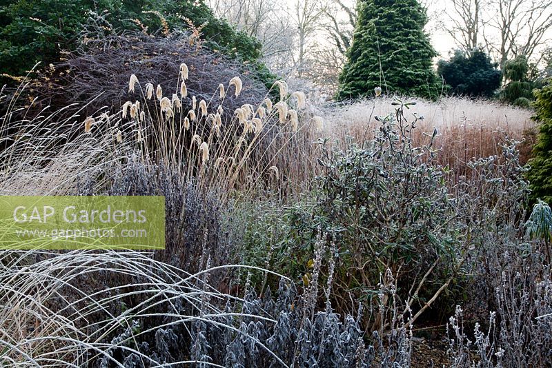 Frosty garden scene with Miscanthus nepalensis  in winter