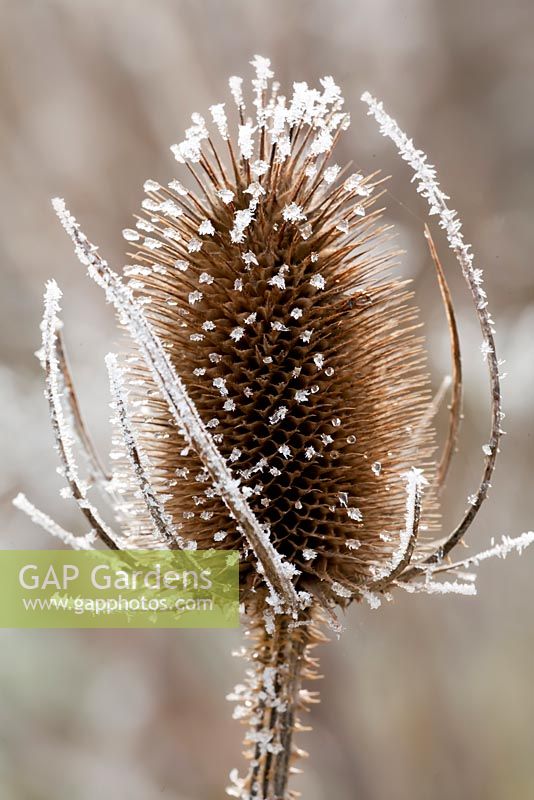 Teasel- Dipsacus fullonum with frost