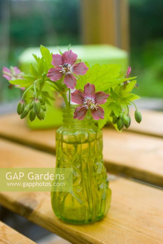 Arrangement of Geranium phaeum 'Rose Madder' flowers from garden in small glass bottle