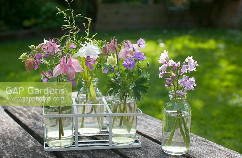 Arrangement of cut flowers from garden in small glass bottles including Aquilegia, Geranium pyrenaicum 'Bill wallis',  Bluebells and Bowles' golden grass