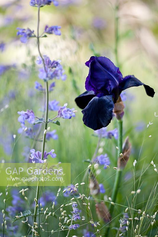 Iris germanica 'Dark Black' with Nepeta