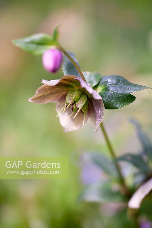 Helleborus with seedpod and new bud in April