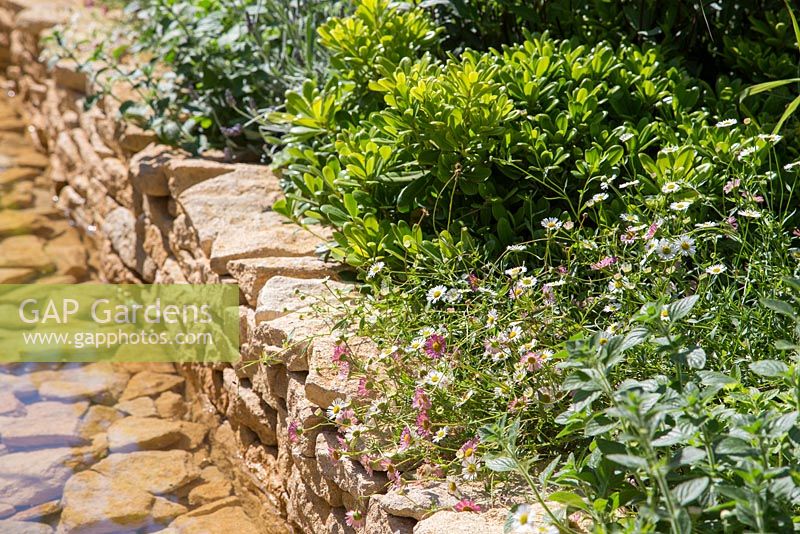 Water feature contained within a rill of Cotswold stone, displaying border planting of Erigeron karvinskianus and Pittosporum tobira'Nanum'. Garden: Four Corners. 