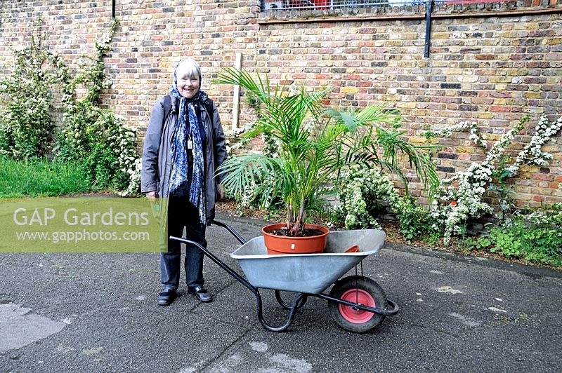 Jill with potted Palm in wheelbarrow, Highbury, London Borough of Islington.