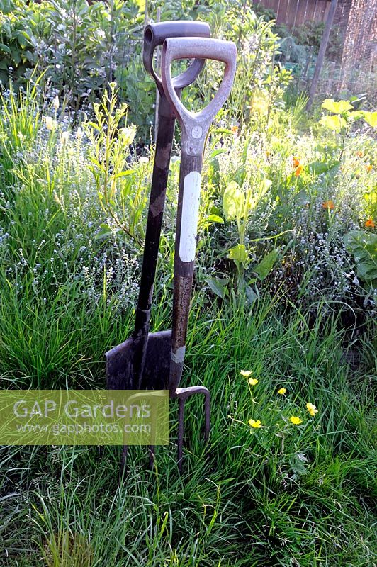 Spade and fork upright in the ground, backlit in evening light.