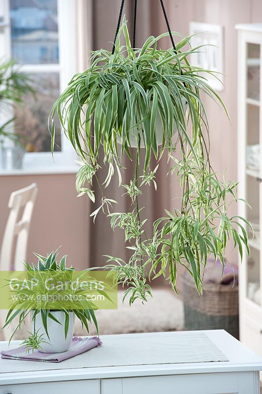 Chlorophytum comosum - Spider plant in hanging basket