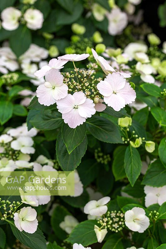Hydrangea 'Runaway Bride' - RHS Plant of the Year 2018, The Sun Stand, Chelsea Flower Show 2018