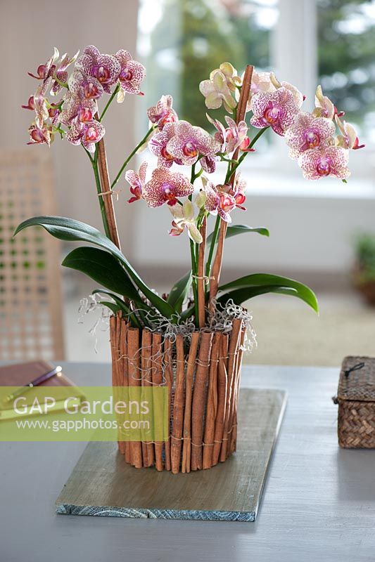 Making plant container with old yoghurt pot - finished pot planted with Orchids
 
