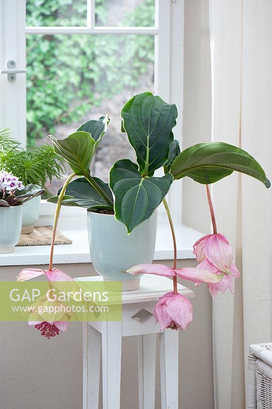 Medinilla magnifica window - Medinille on flower stool by the window