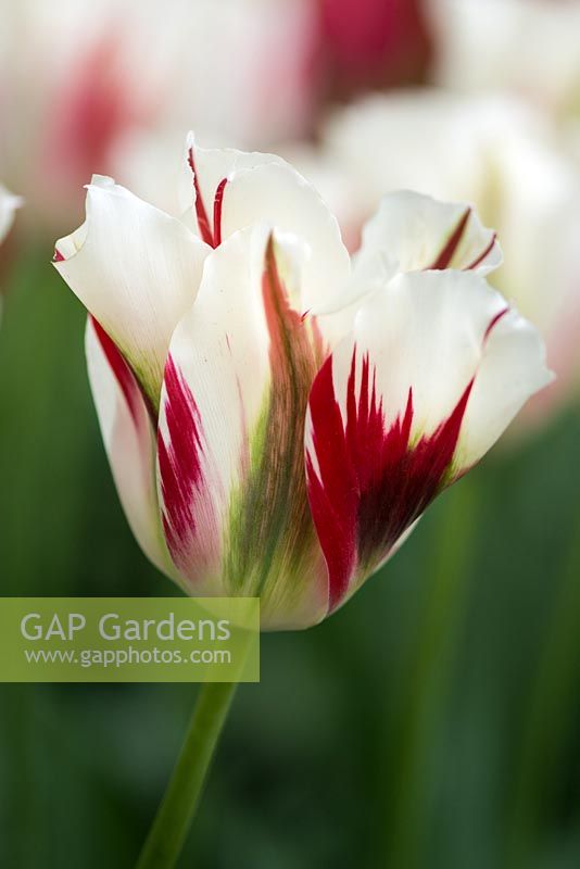 Tulips 'Flaming Springgreen'
