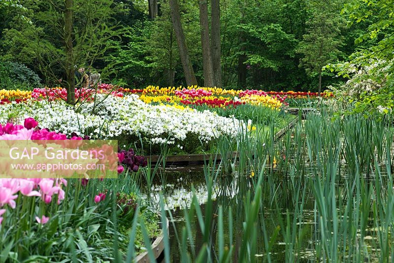 Mixed Tulips and white Azaleas borders at Keukenhof garden along garden pond.