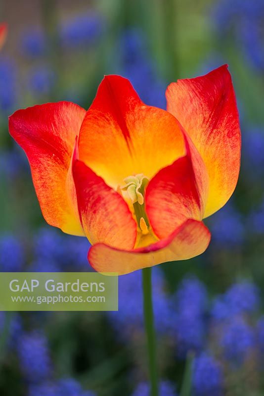 Tulipa 'Suncatcher' among Muscari armeniacum