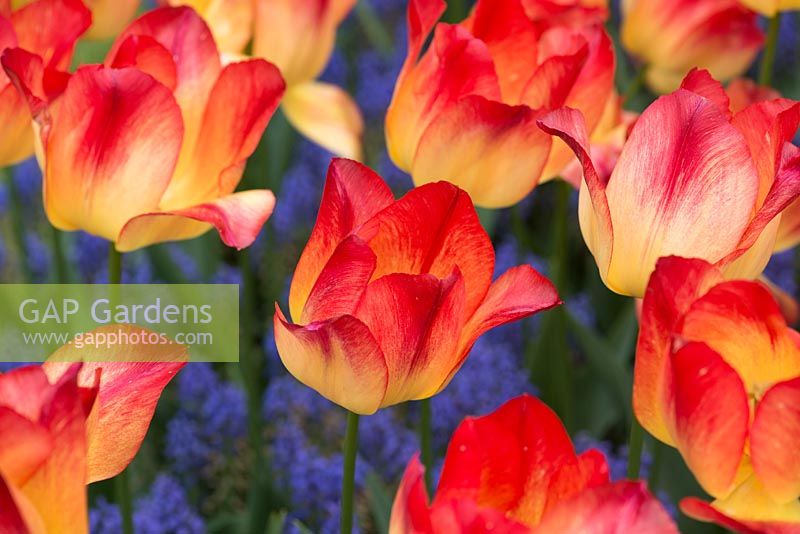 Tulip 'Suncatcher' among Muscari armeniacum