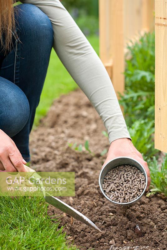 Woman planting pumpkin seedling in vegetable garden. Adding organic fertilizer.