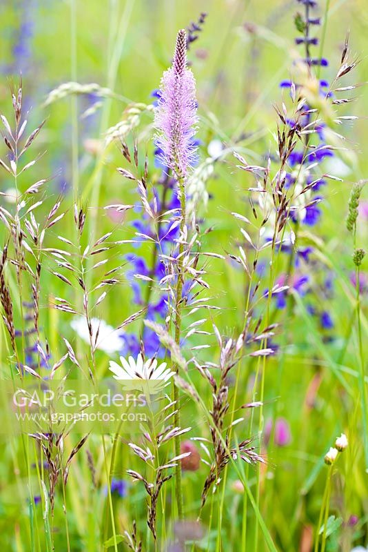 Wild meadow; Plantago media - Hoary plantain, Festuca pratensis, Daisy - Leucanthemum vulgare, Meadow Clary - Salvia pratensis.