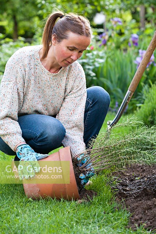 Woman planting rosemary in bed. Removing plant from pot 