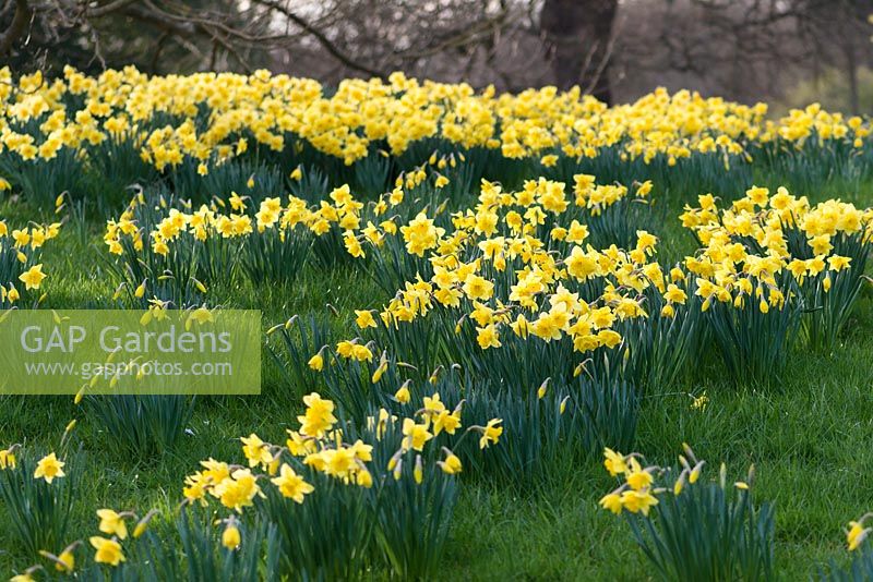 Narcissus obvallaris (Tenby daffodils)