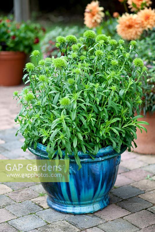 Dianthus barbatus 'Green trick'