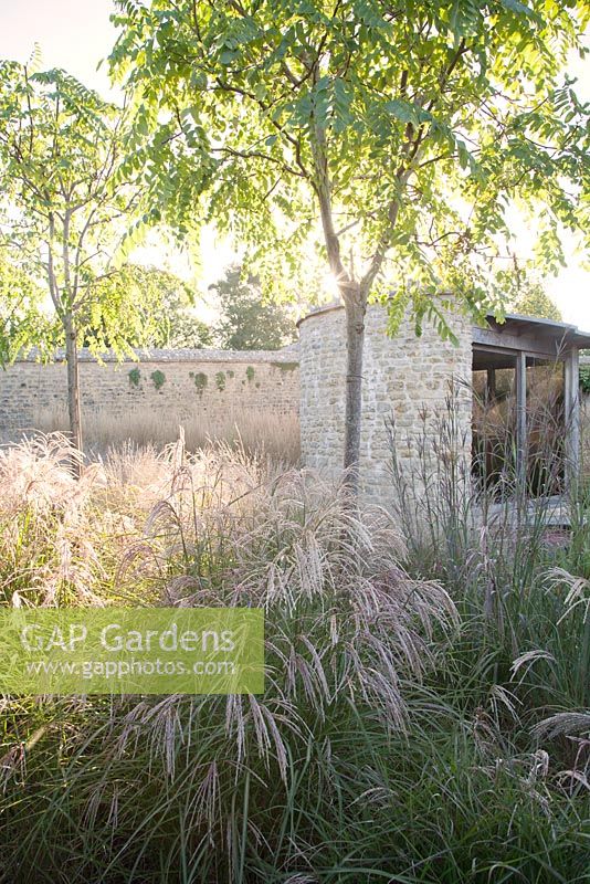 Mixed grasses around contemporary summerhouse in autumn including Miscanthus - Farrs, Dorset