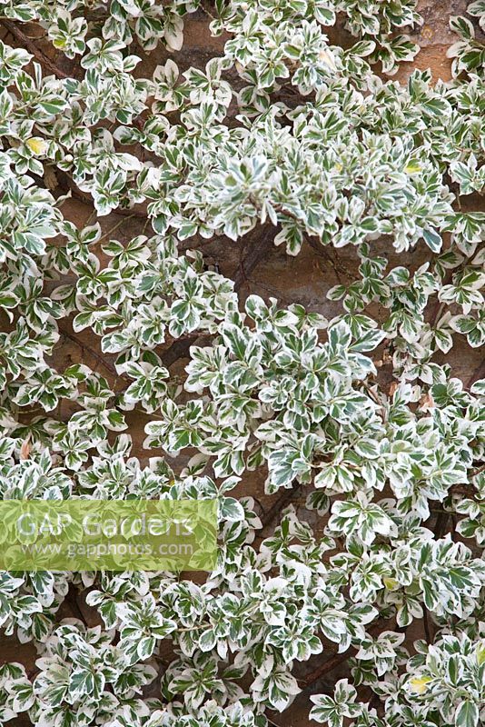 Euonymus growing up wall - Farrs