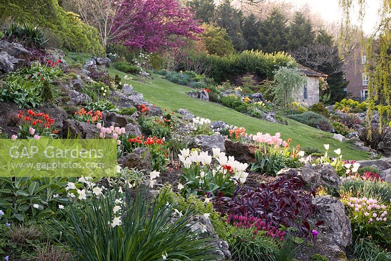 The Rookery, Preston Park Rock Garden, Brighton Sussex in spring with colourful Tulipa - Tulips
