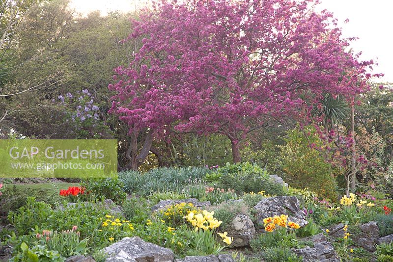 The Rookery, Preston Park Rock Garden, Brighton Sussex in spring with colourful Tulipa - Tulips and trees in blossom
