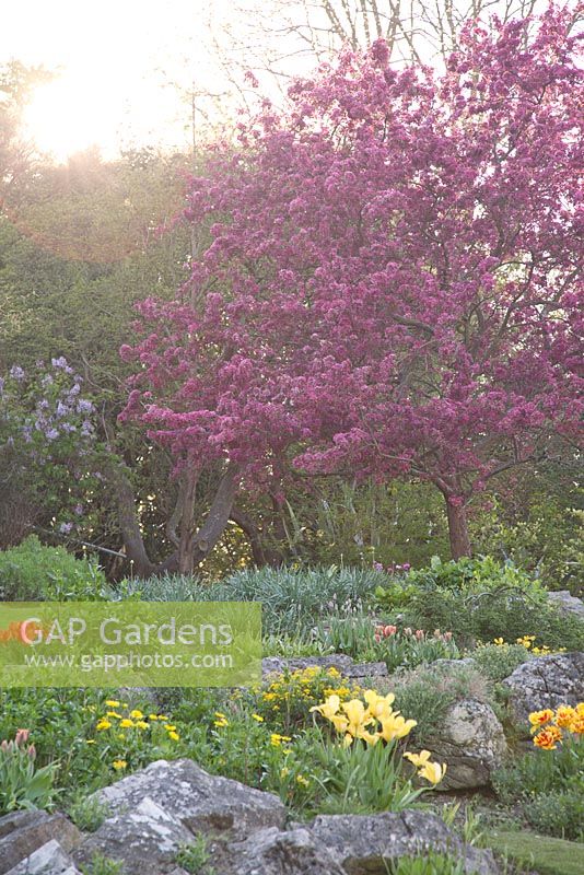 The Rookery, Preston Park Rock Garden, Brighton Sussex in spring with colourful Tulipa - Tulips and trees in blossom 
