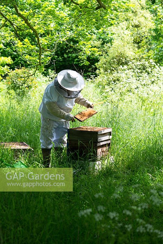 Beekeeping - Beekeeper inspecting hive frames for Varroa mites.