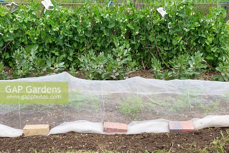 Carrots under mesh netting to protect against carrot fly, mesh secured by house bricks.