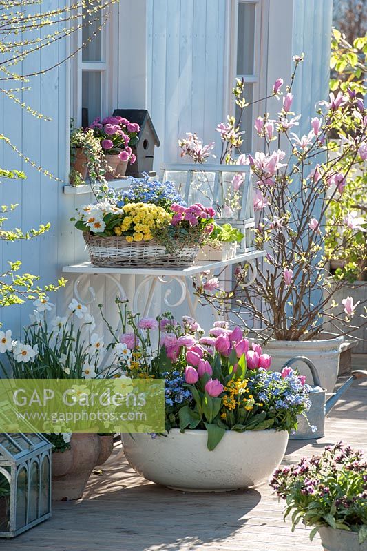 Terrace with Spring flowers - Tulipa 'Early Glory', Myosotis 'Myomark', Primula 'Buttercup Yellow', Narcissus Poeticus, Magnolia 'George Henry Kern'